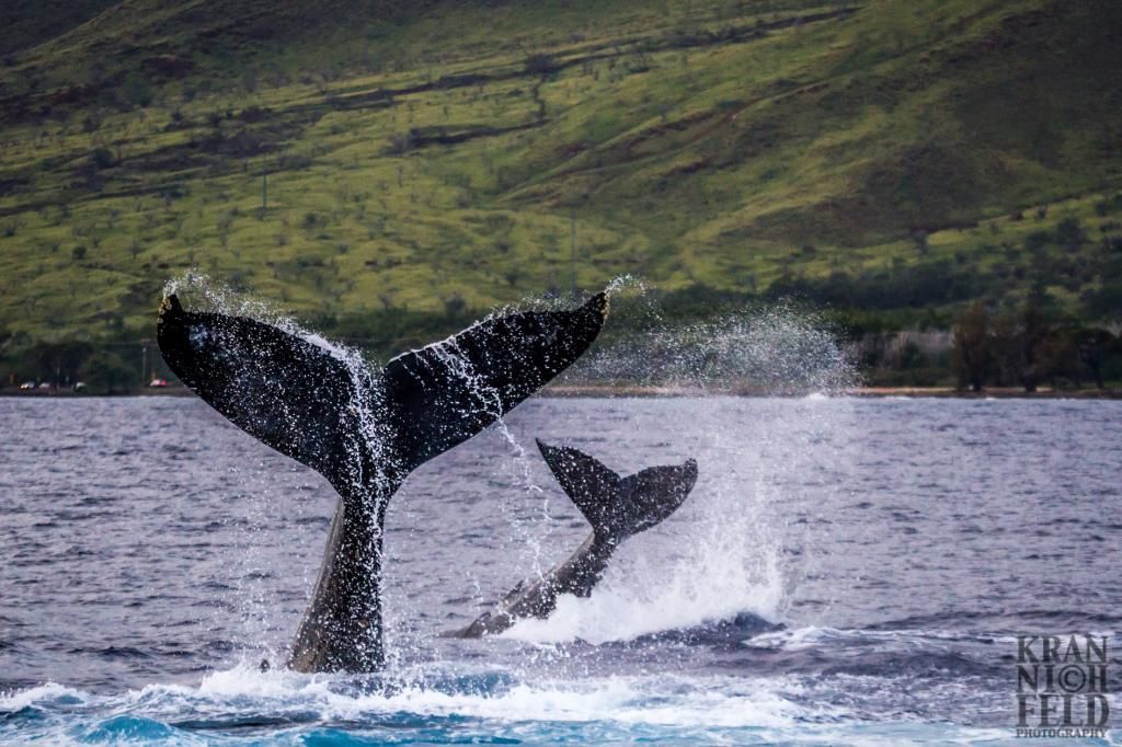 IMAGE: http://i10.photobucket.com/albums/a101/Lylefk/IMG_0191.jpg