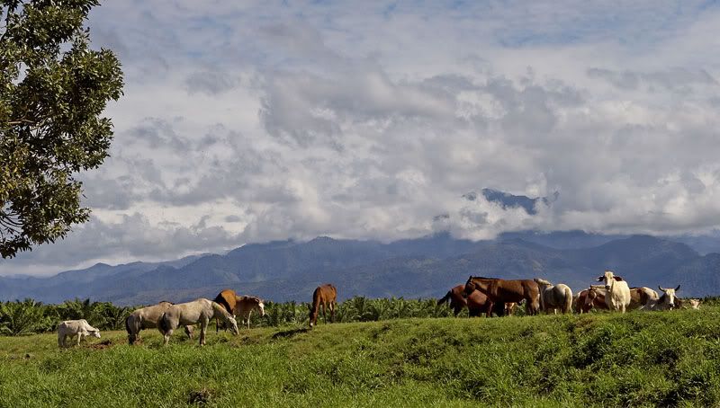 IMAGE: http://i10.photobucket.com/albums/a103/freddyphoto/IMG_2009-1_L.jpg