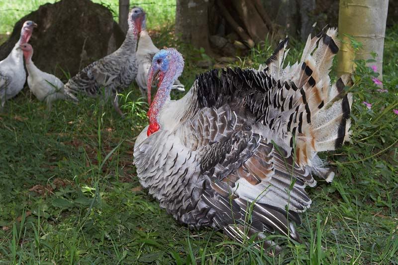 IMAGE: http://i10.photobucket.com/albums/a103/freddyphoto/IMG_8132Medium.jpg