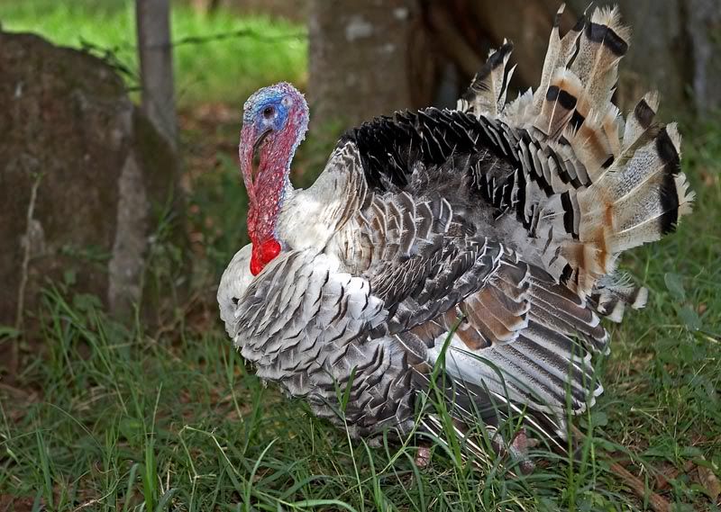 IMAGE: http://i10.photobucket.com/albums/a103/freddyphoto/IMG_8148Medium.jpg