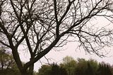 tree.jpg image by PrincessBri708