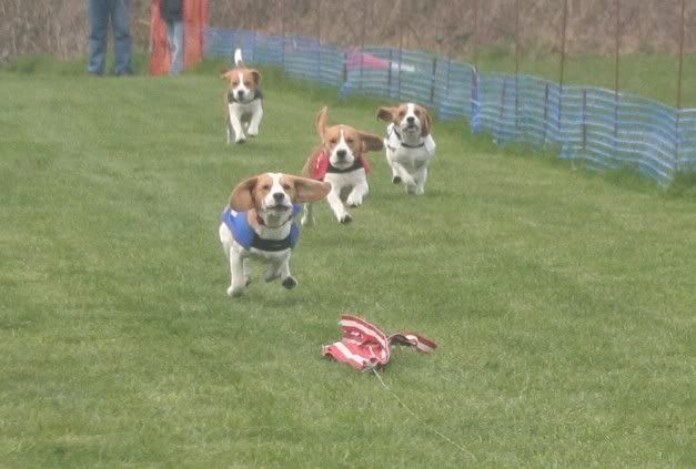 beagles-1.jpg