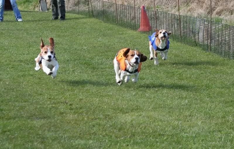 beagles-4.jpg