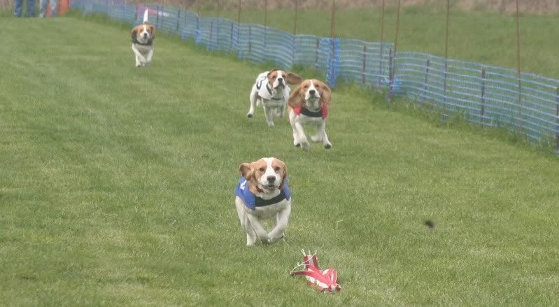 beagles1.jpg