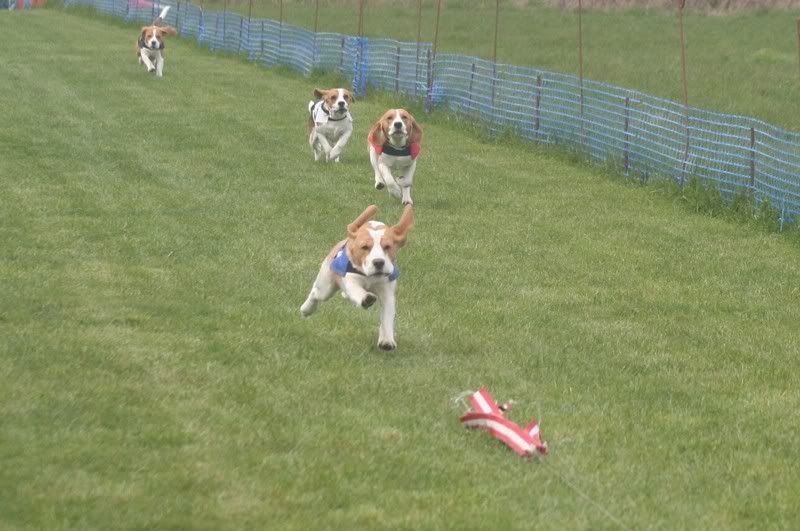 beagles2.jpg