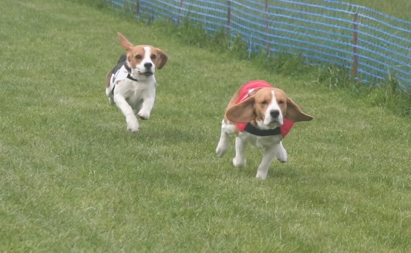 beagles4.jpg