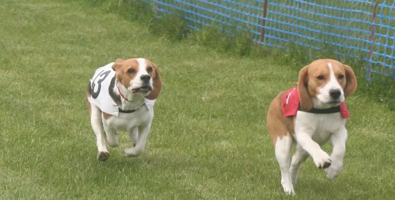 beagles5.jpg