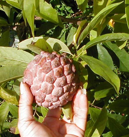 sugar apple figure