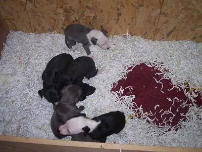 puppies2.jpg