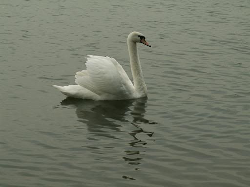 swan.jpg