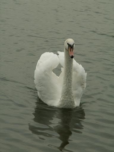 swan2.jpg