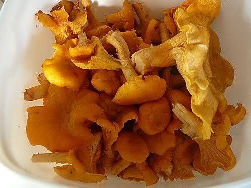 kantarellit.jpg image by marimus