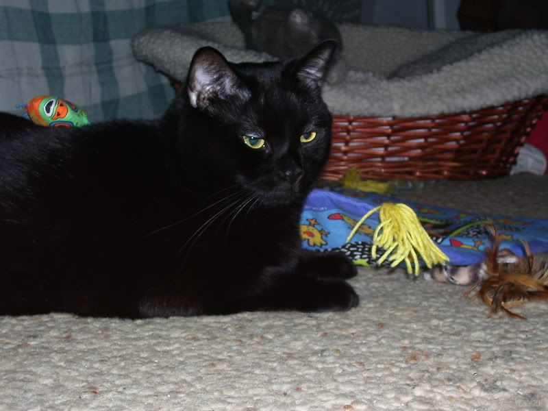 Photobucket - Video and Image Hosting