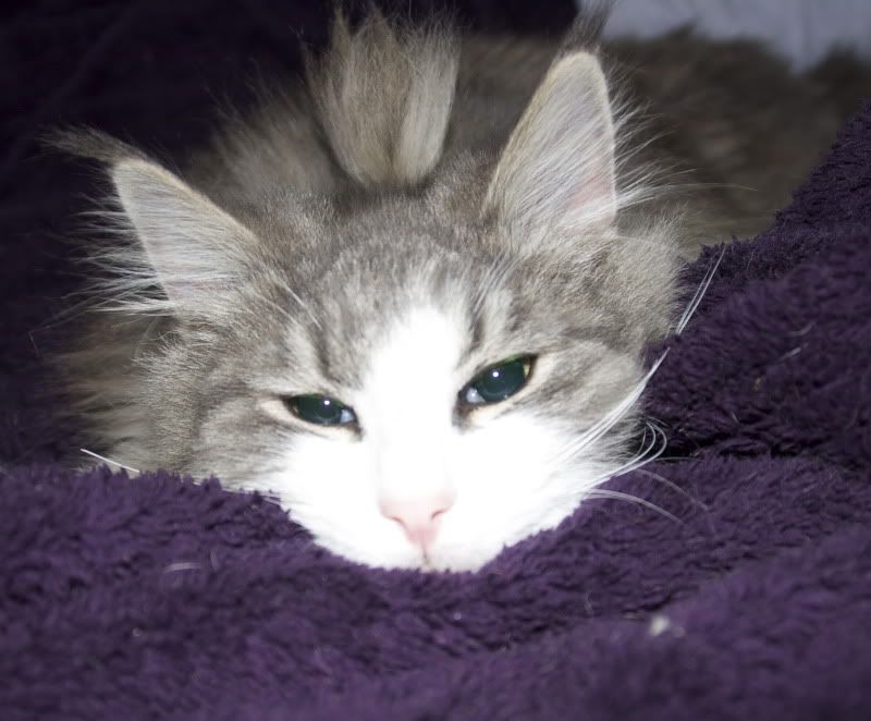 Hairy ears Cat Forum