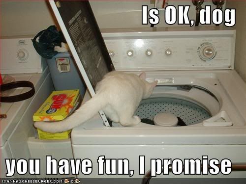 Forum Image: http://i10.photobucket.com/albums/a110/RoboJesus420/lolcats/funny-pictures-cat-ensures-that-you.jpg