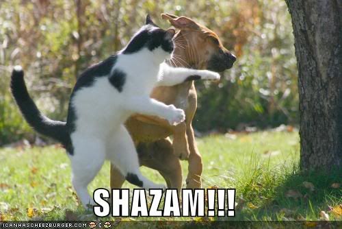 Forum Image: http://i10.photobucket.com/albums/a110/RoboJesus420/lolcats/funny-pictures-cat-punches-dog-1.jpg