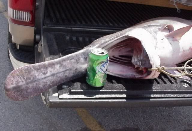 paddlefish in ohio