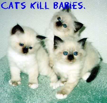 <img:http://i10.photobucket.com/albums/a112/eat_a_smurf89/cats_kill_babies.jpg>