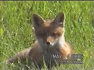 Foxes008.jpg