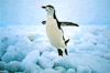 flyingpenguin Avatar