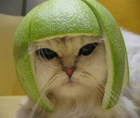 cat-hat-1.jpg