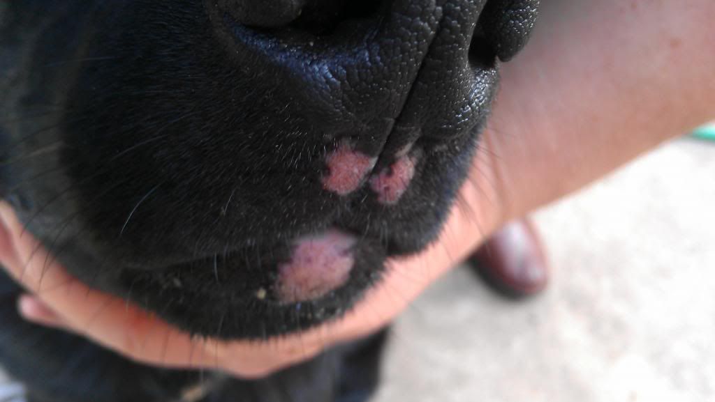 red-patches-on-dog-lips-german-shepherd-dog-forums