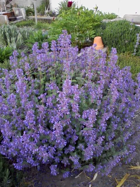 Catmint May 26th