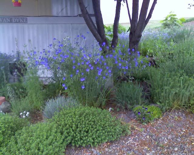 Blue Flax Plant