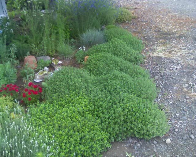 creeping lemon thyme