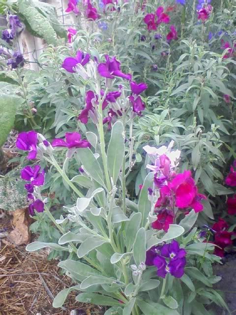 Giant Imperial Larkspur