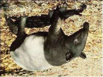 tapir-1.jpg