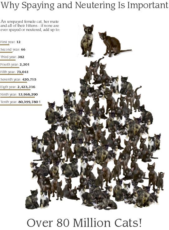 200kitties.jpg