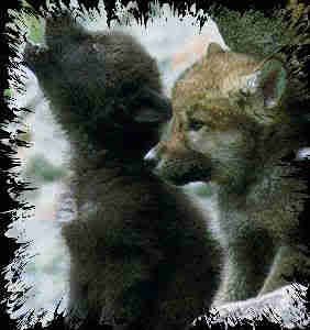 Crying Wolf Pup Pictures, Images and Photos
