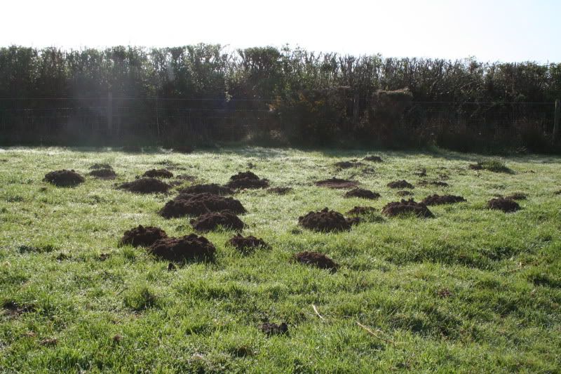 moles2010025.jpg