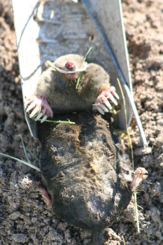 moles2010110.jpg