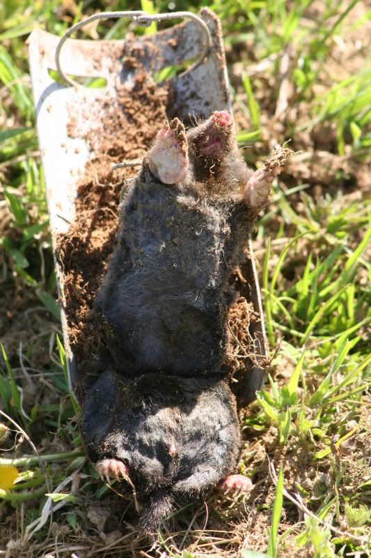 moles2010147.jpg