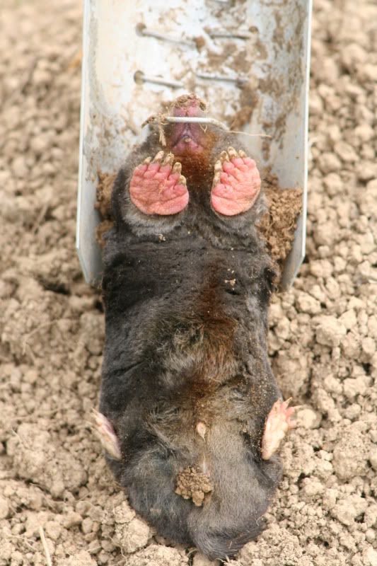 moles2010156.jpg