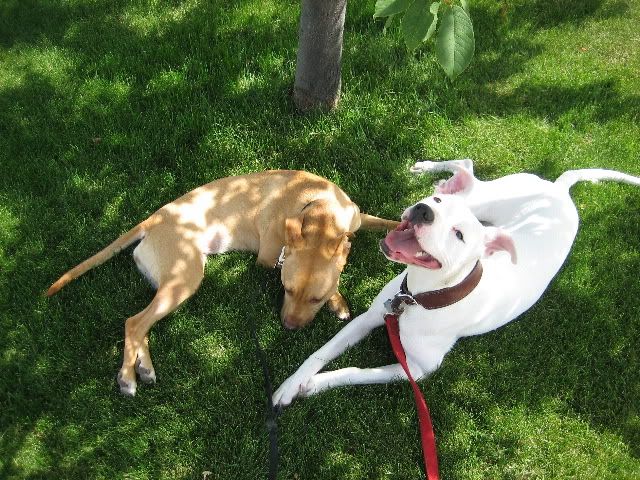 Dogo+argentino+mix+puppies