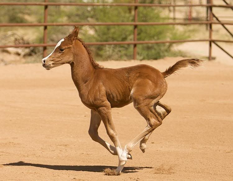 filly3.jpg