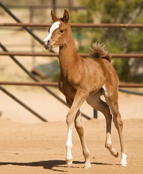 filly4.jpg