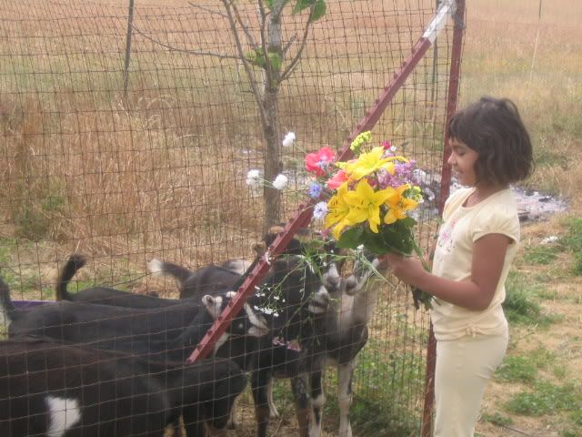 OK, Stop It!! - Goats