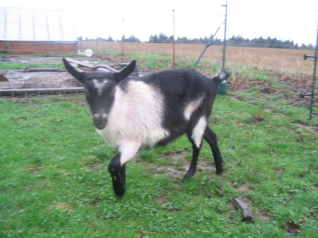 How about a "then and now" thread?? - Goats