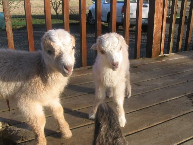 Winnie & Her Nest (looks like today) - Pics - Goats