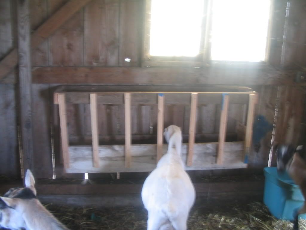 What kind of feeders for free choice alf? - Goats