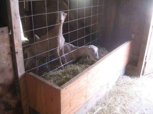 What kind of feeders for free choice alf? - Goats