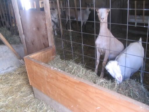 What kind of feeders for free choice alf? - Goats