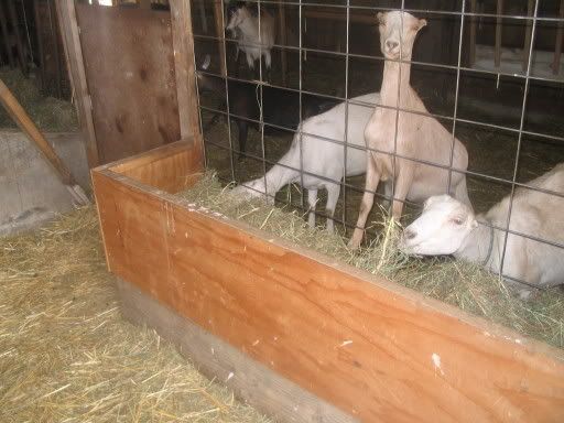 What kind of feeders for free choice alf? - Goats