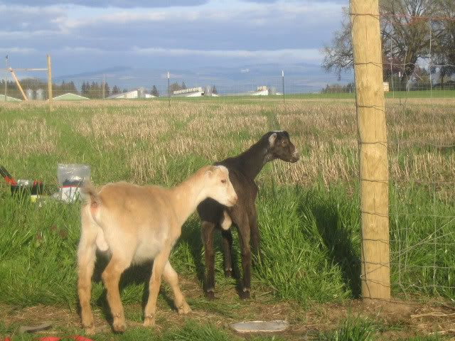 Alpine,Lamancha,Nubian - Goats