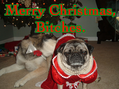 re: Corgi puppies are so cute!