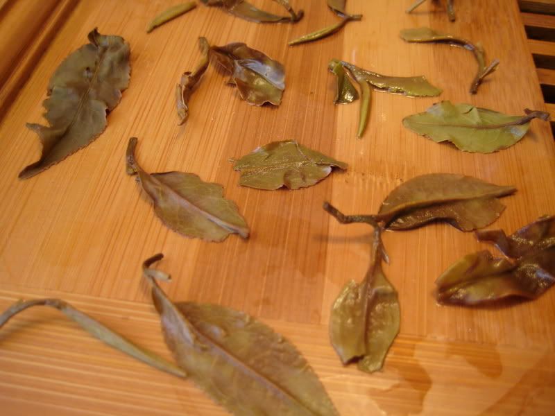 Makaibari Wet Leaves